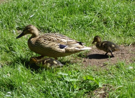 Ducklings with parent